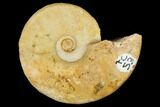 Fossil Triassic Ammonite (Ceratites) - Germany #117177-1